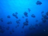 log090505e.jpg