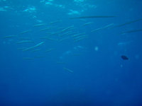 log100505d.jpg