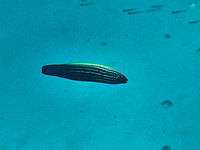 log110909e.jpg