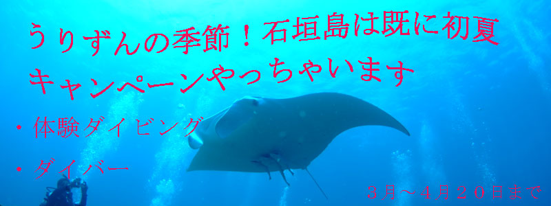 キャンペーン