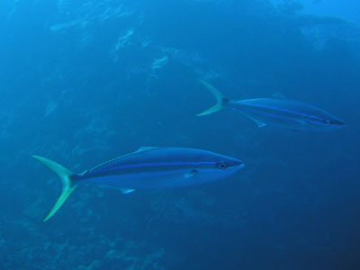 tumuburi3