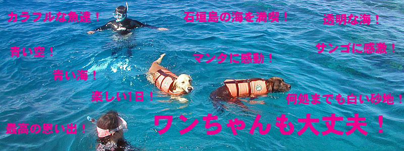 犬のペットも石垣島で体験スノーケリング