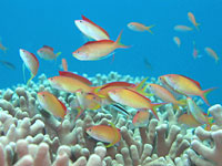 石垣島の海の生き物